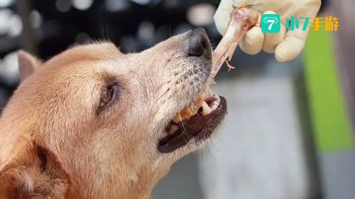狗和骨头怎么过